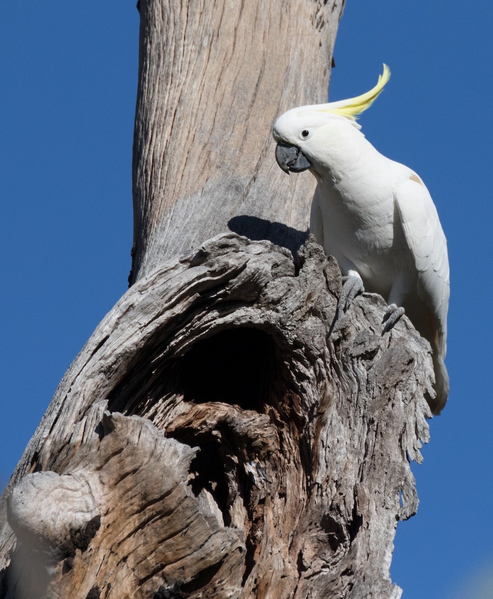 Sulphur-crested Cockatoo - ML351442191