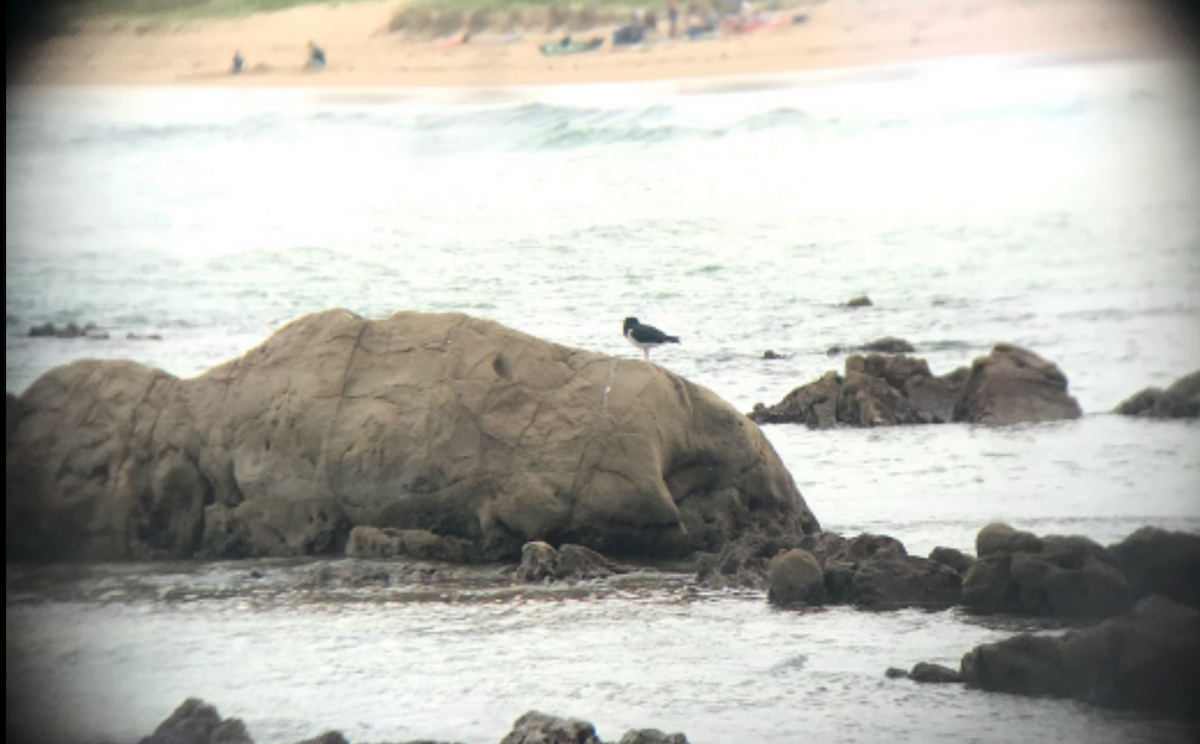 South Island Oystercatcher - ML351442411