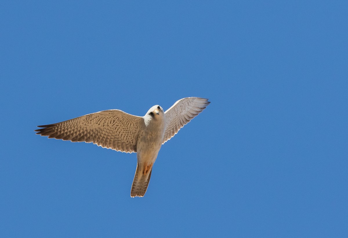 Gray Falcon - ML351443991