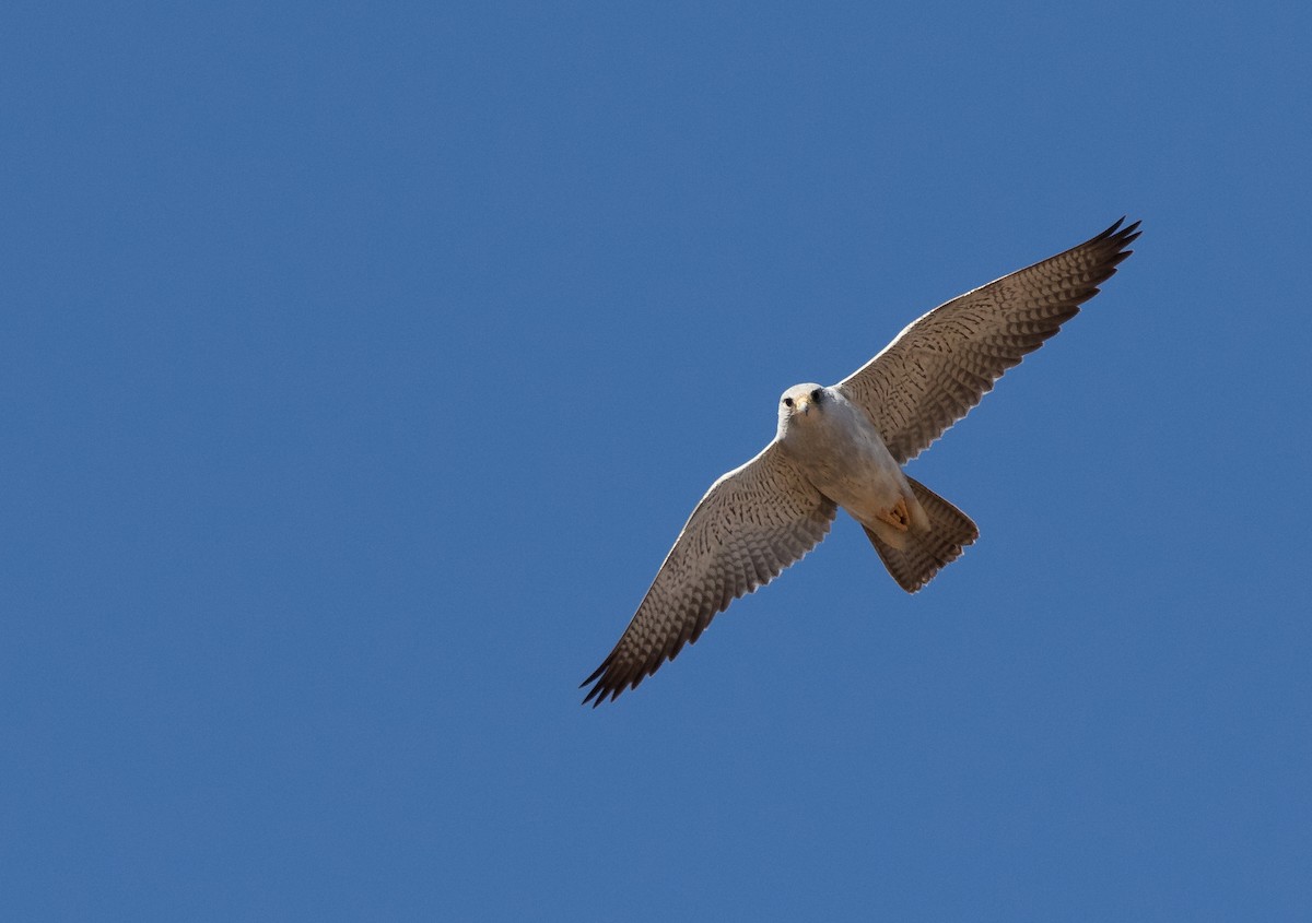 Gray Falcon - ML351444031