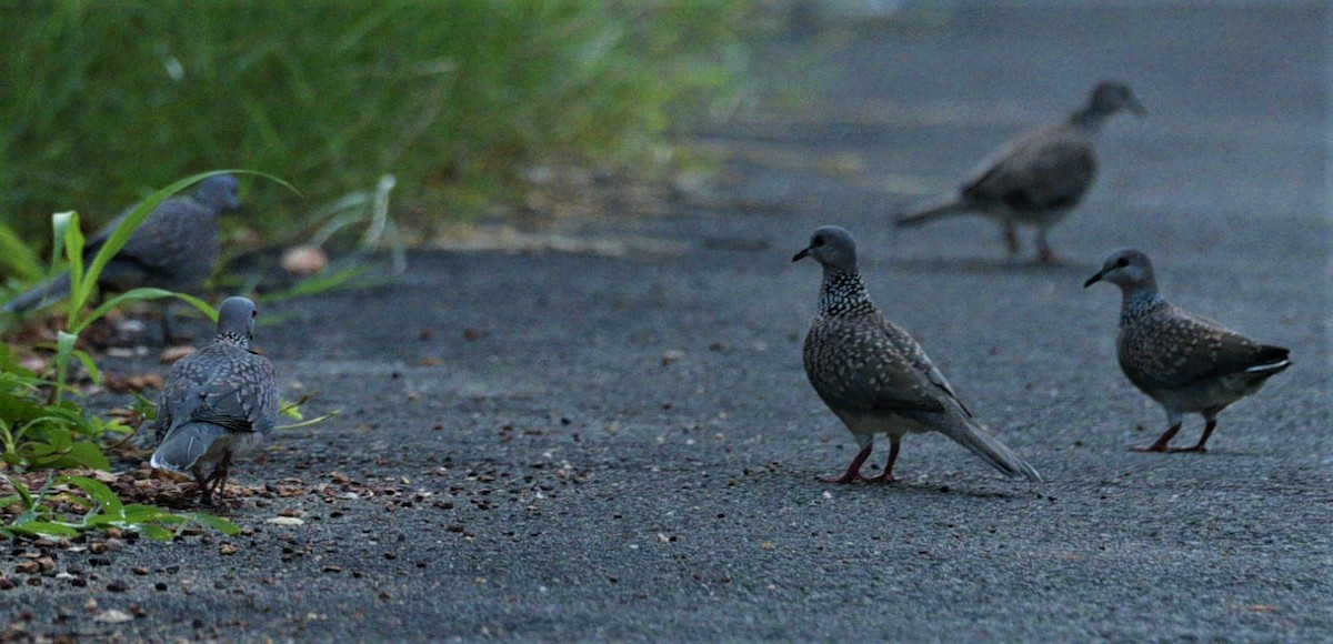 Spotted Dove - ML351444321