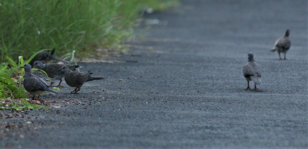 Spotted Dove - ML351444341