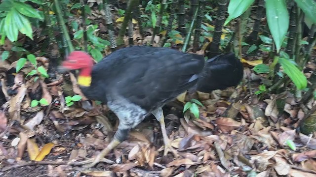 Australian Brushturkey - ML351446651