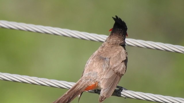 Red-whiskered Bulbul - ML351447661