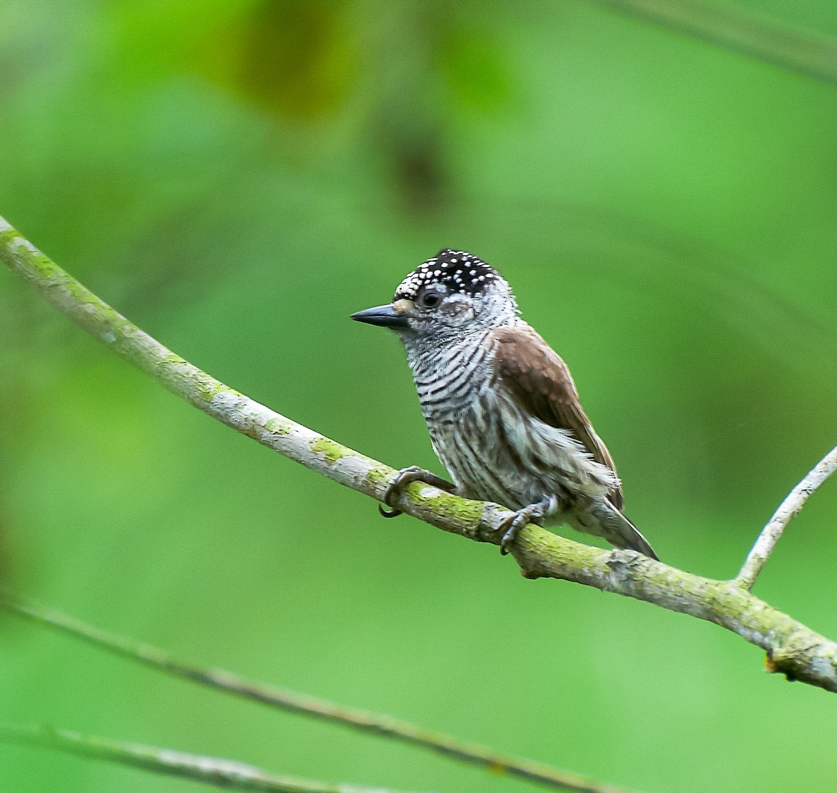 Ecuadorian Piculet - ML35144781