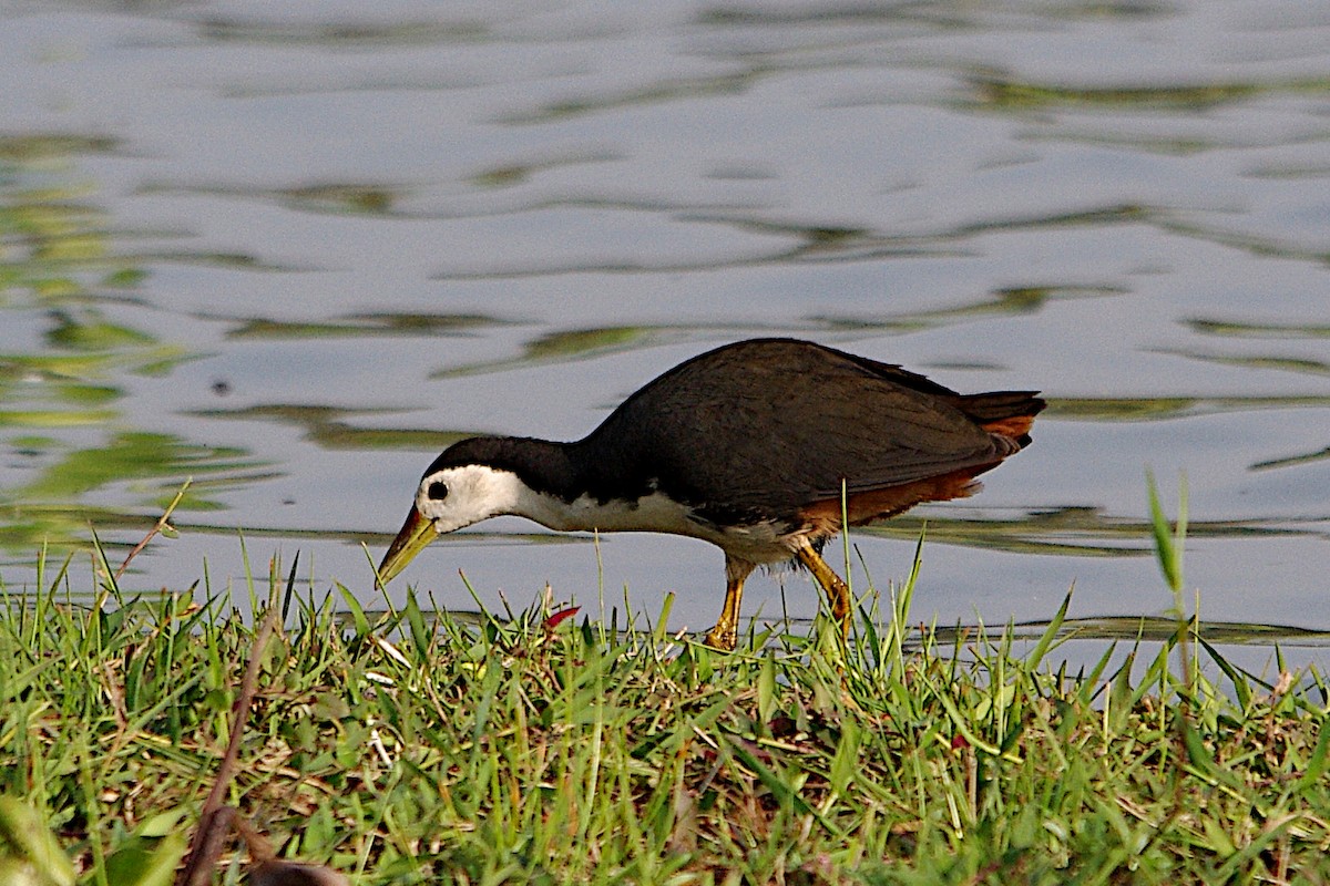 White-breasted Waterhen - Chris Chafer