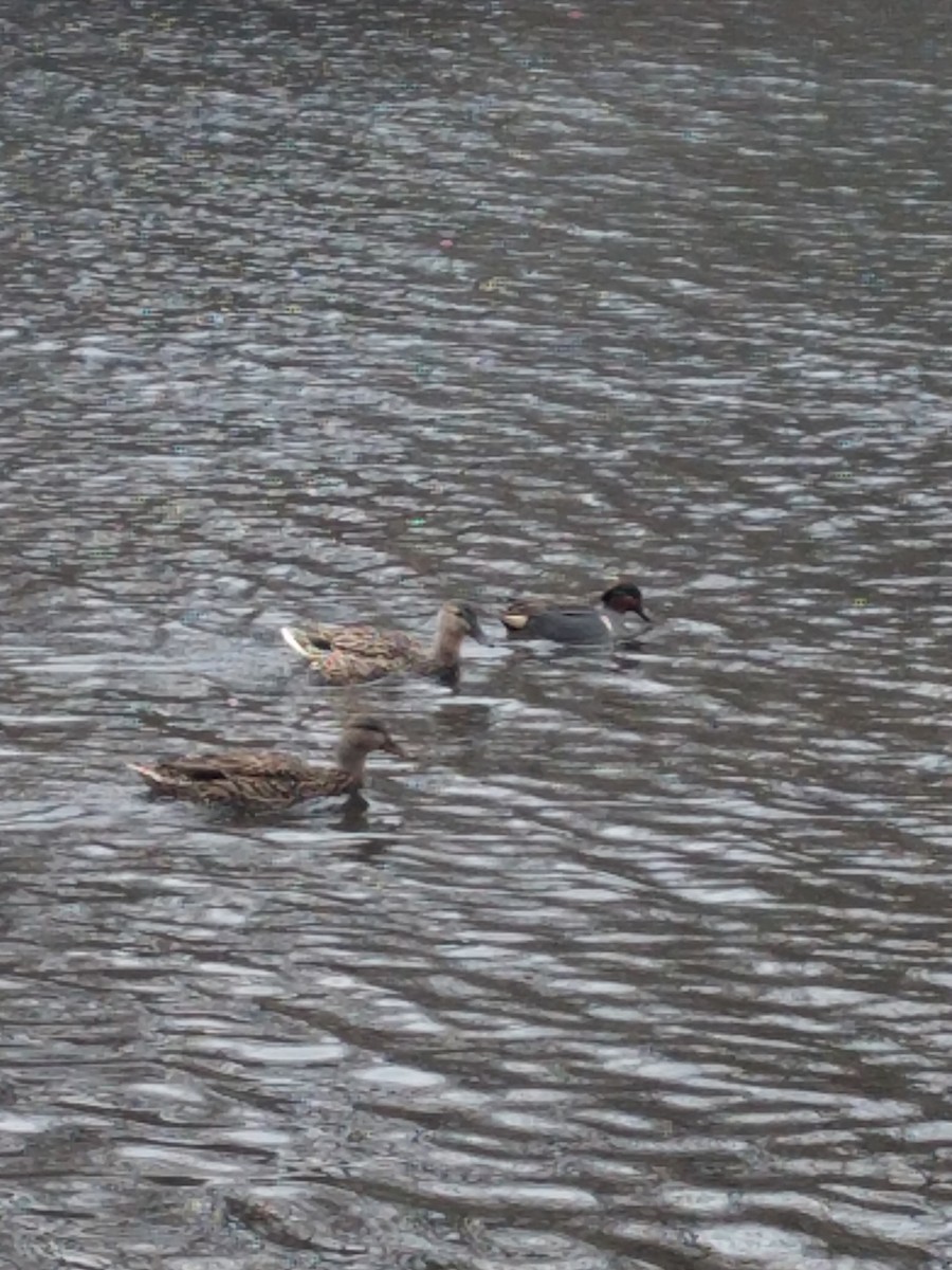 Green-winged Teal - ML351450011