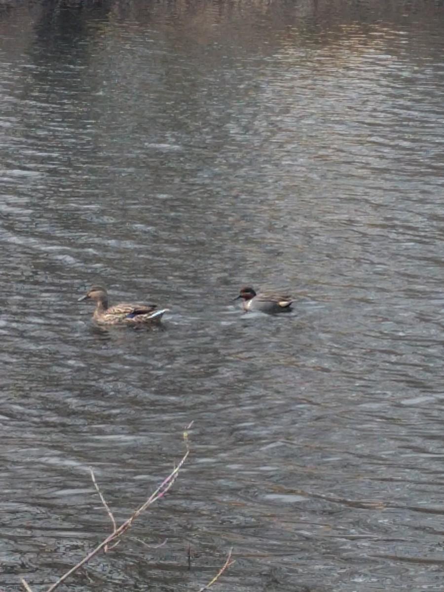 Green-winged Teal - ML351450021