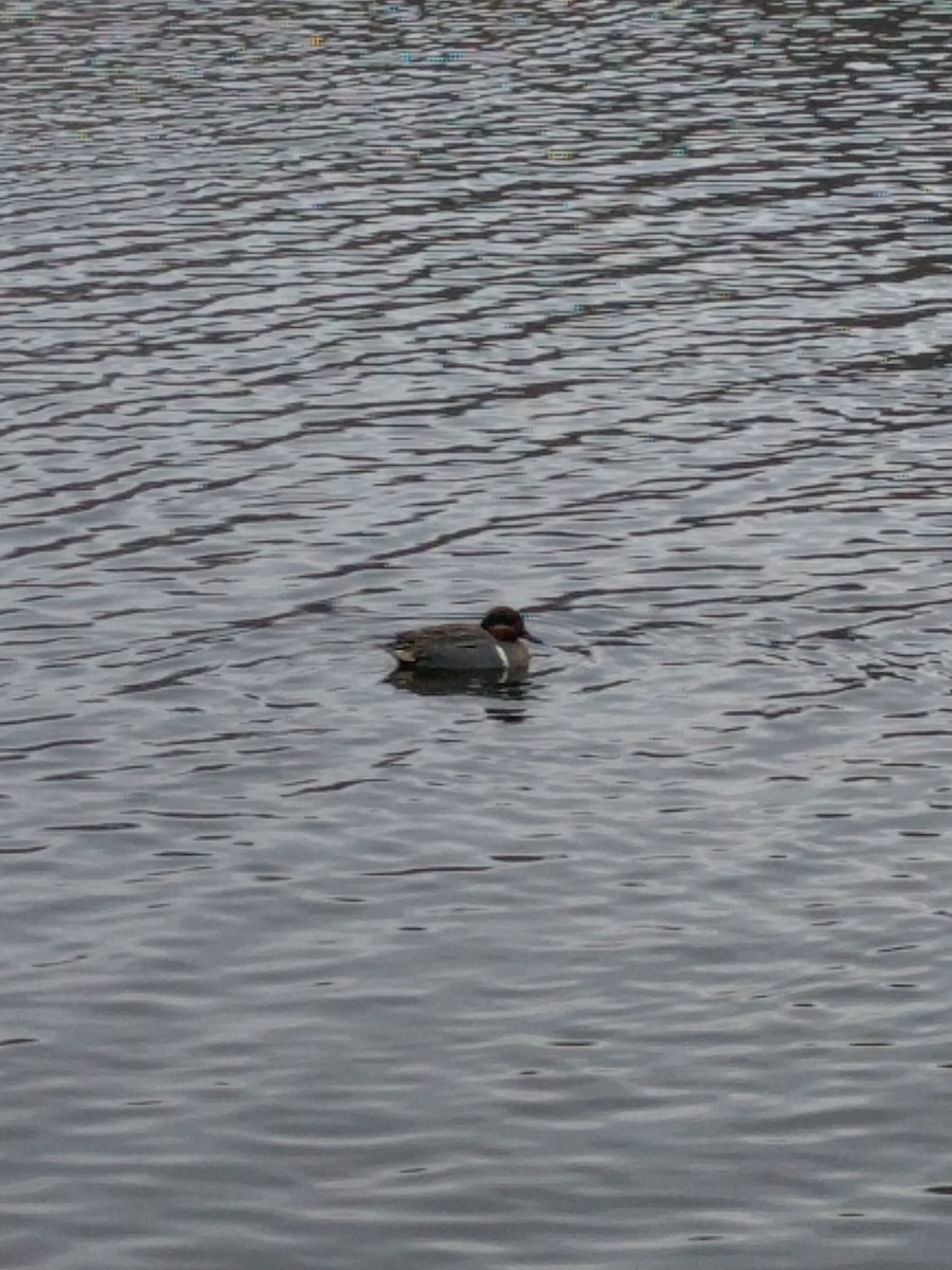 Green-winged Teal - ML351450051