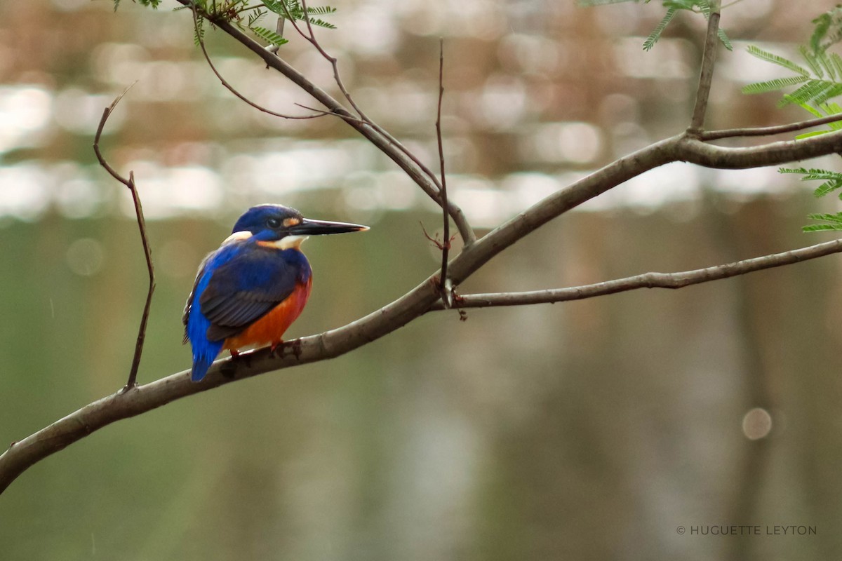 Azure Kingfisher - ML351450301