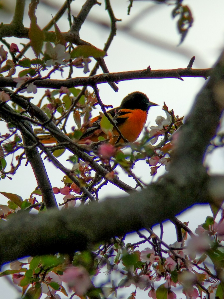 Baltimore Oriole - ML351450421