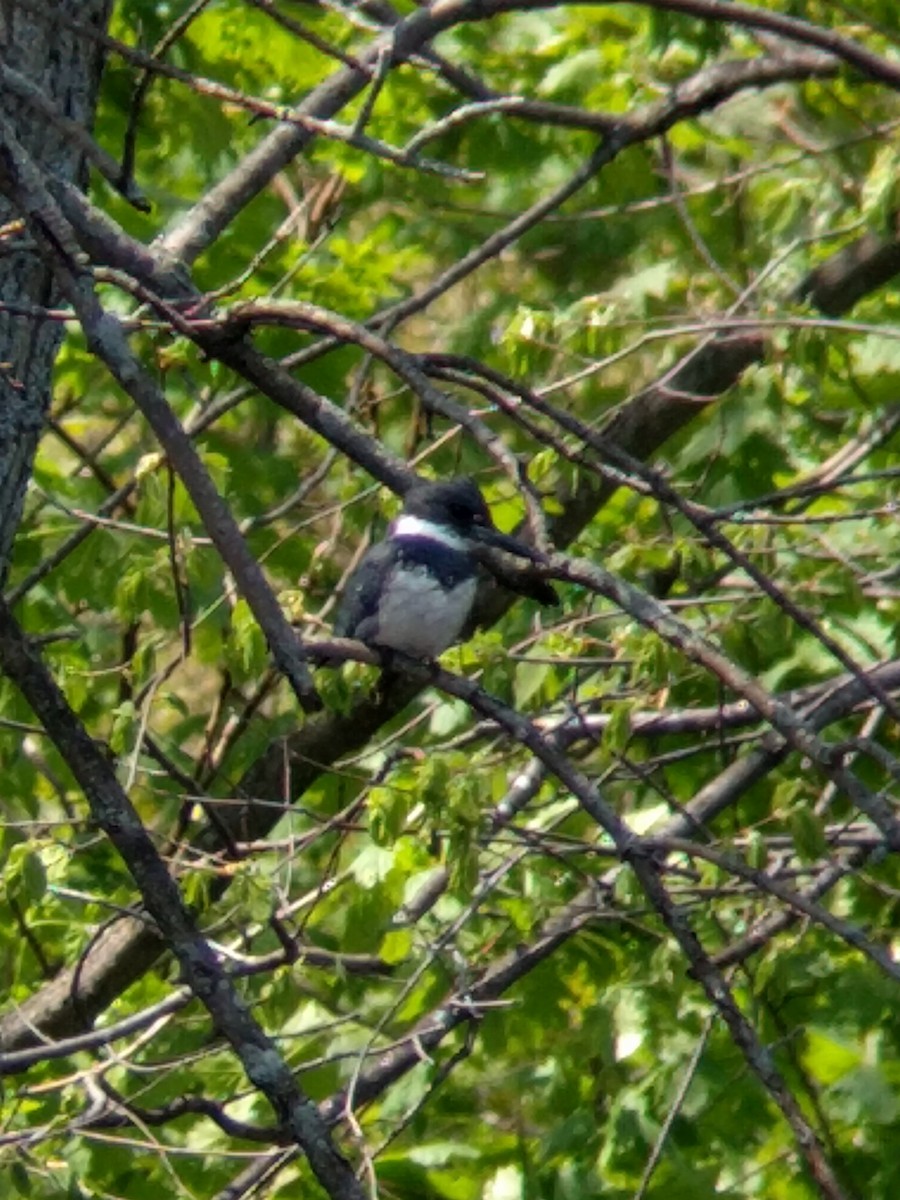 Belted Kingfisher - ML351450591