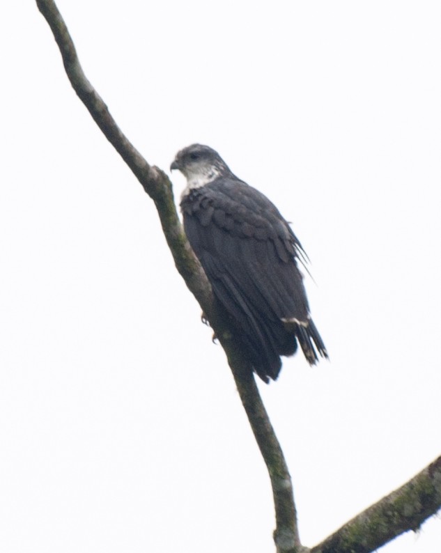 Gray-backed Hawk - Nic Allen