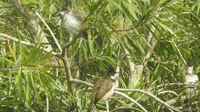 Red-whiskered Bulbul - ML351451251