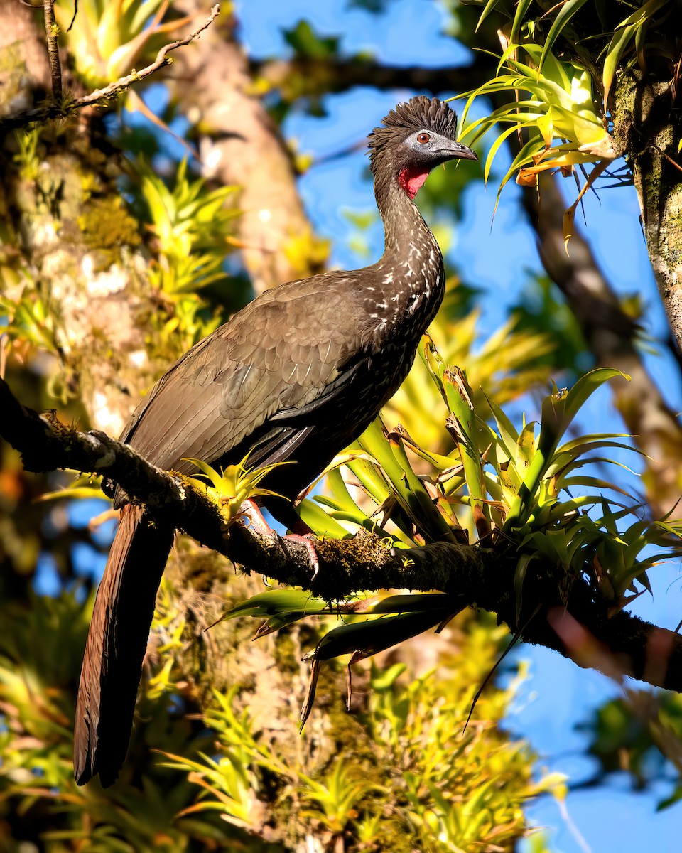 Crested Guan - Jaap Velden