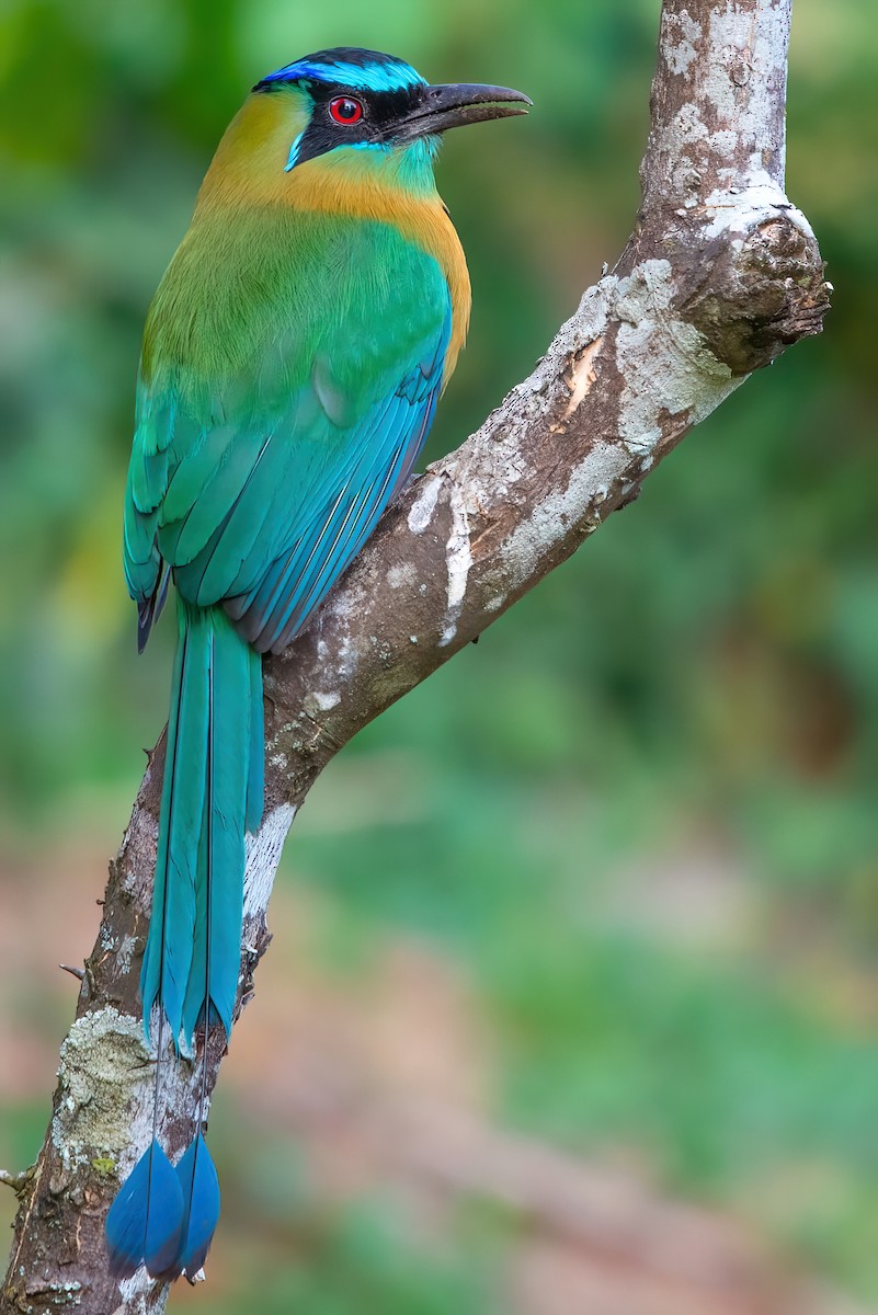 diademmotmot - ML351452831