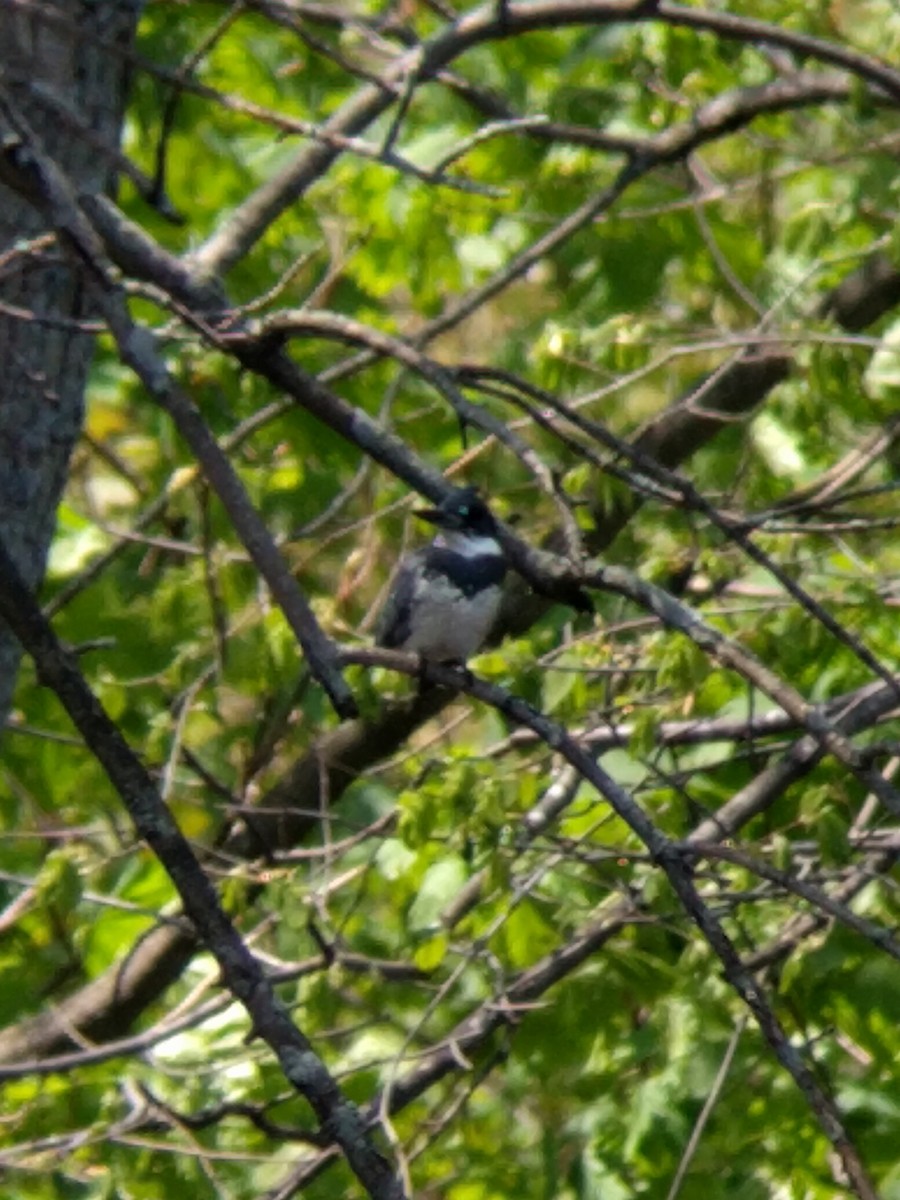 Belted Kingfisher - ML351453231