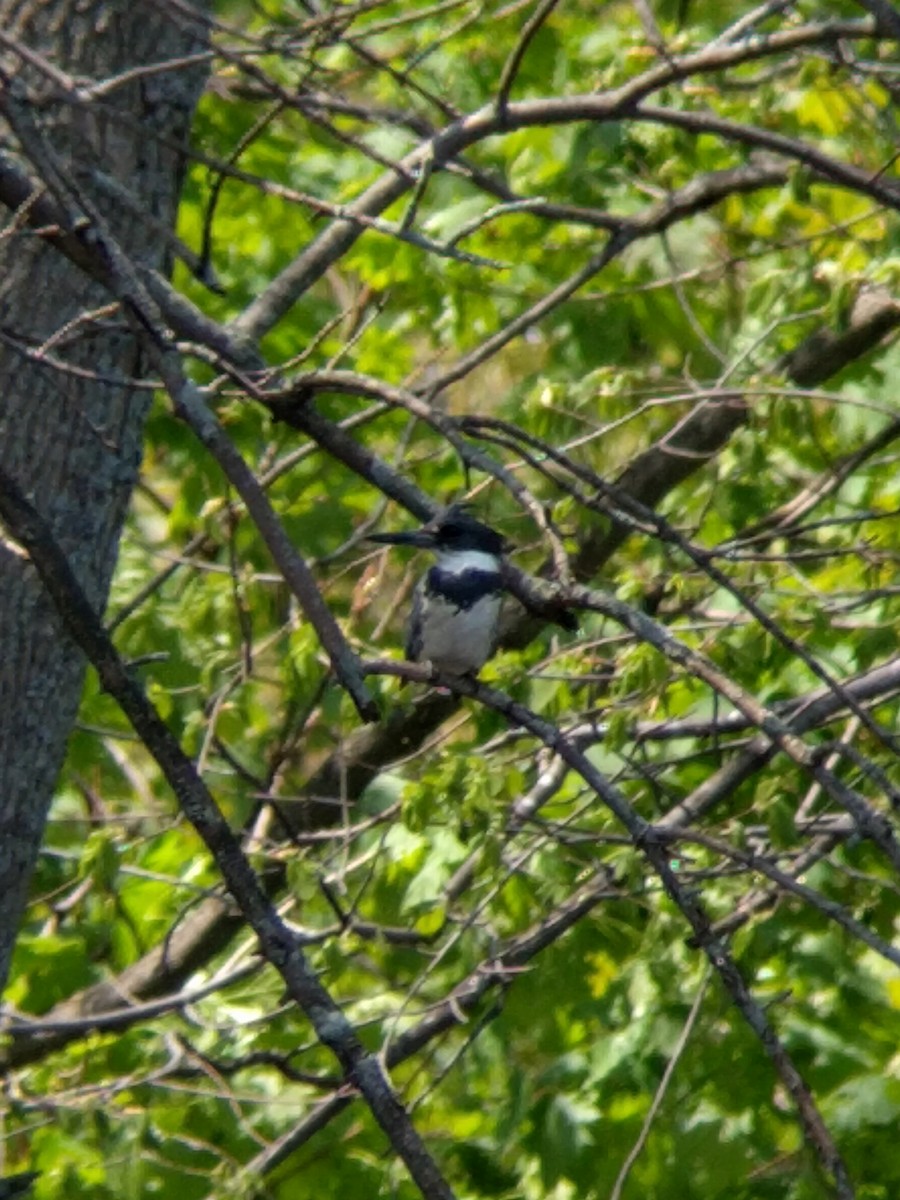 Belted Kingfisher - ML351453251