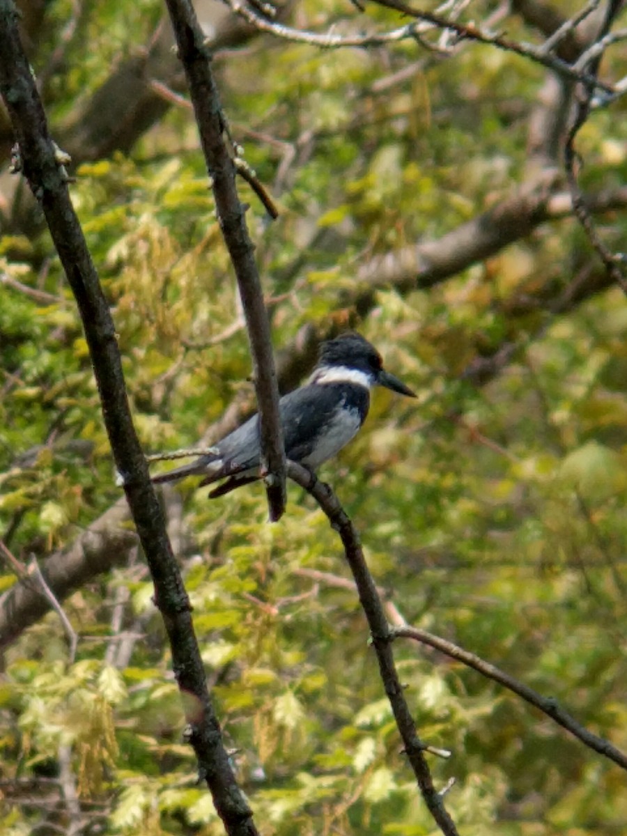 Belted Kingfisher - ML351453261