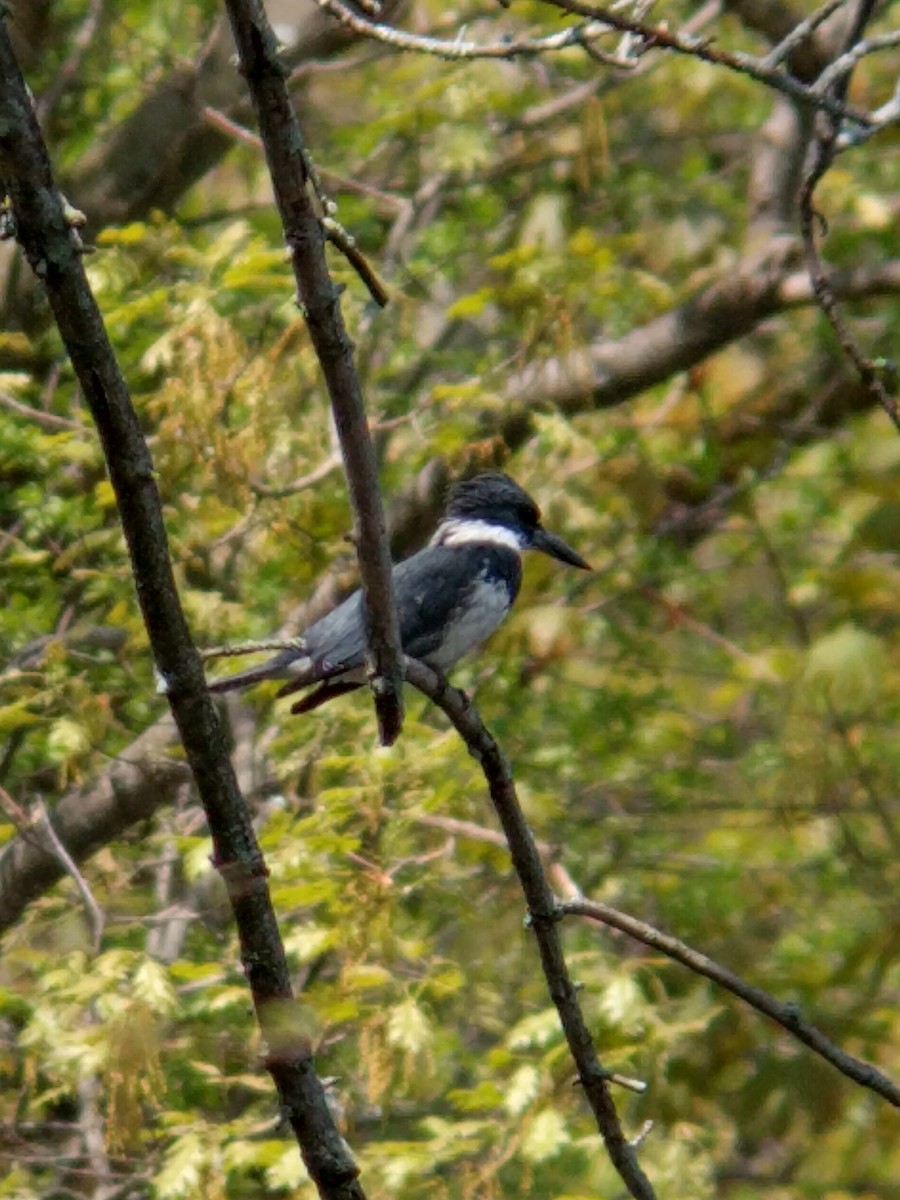 Belted Kingfisher - ML351453291