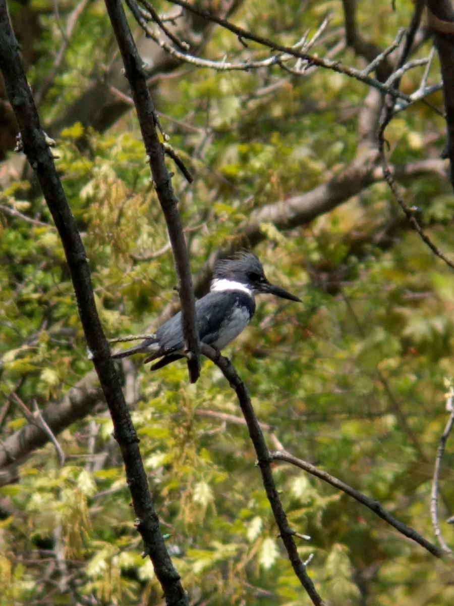 Belted Kingfisher - ML351453301
