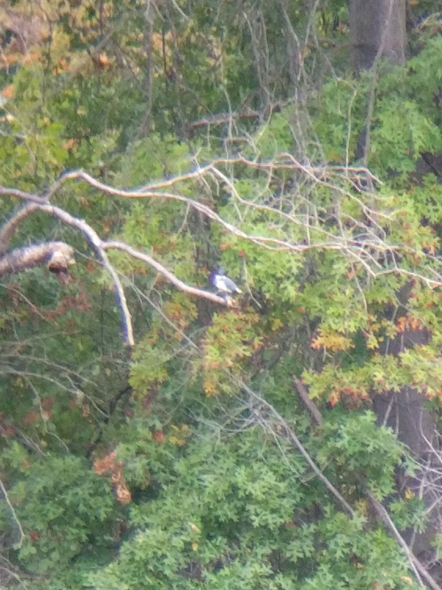 Belted Kingfisher - ML351455221