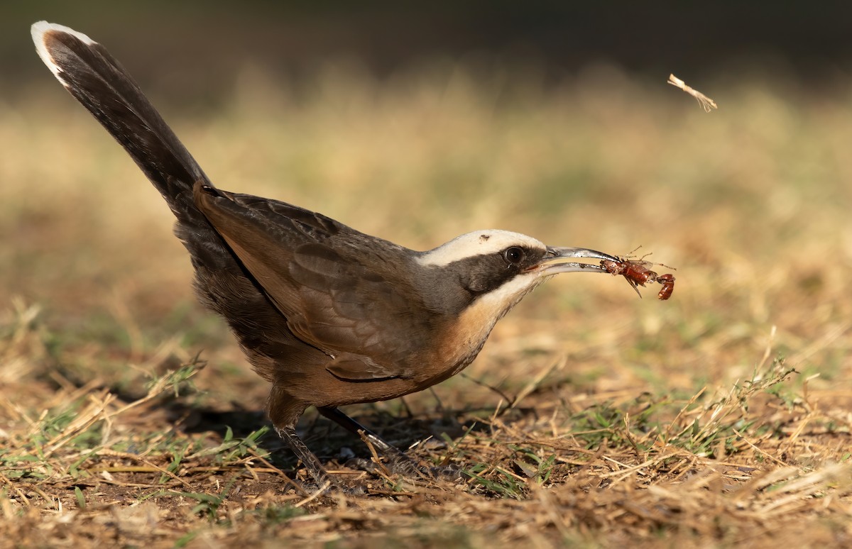 Gray-crowned Babbler - ML351455411