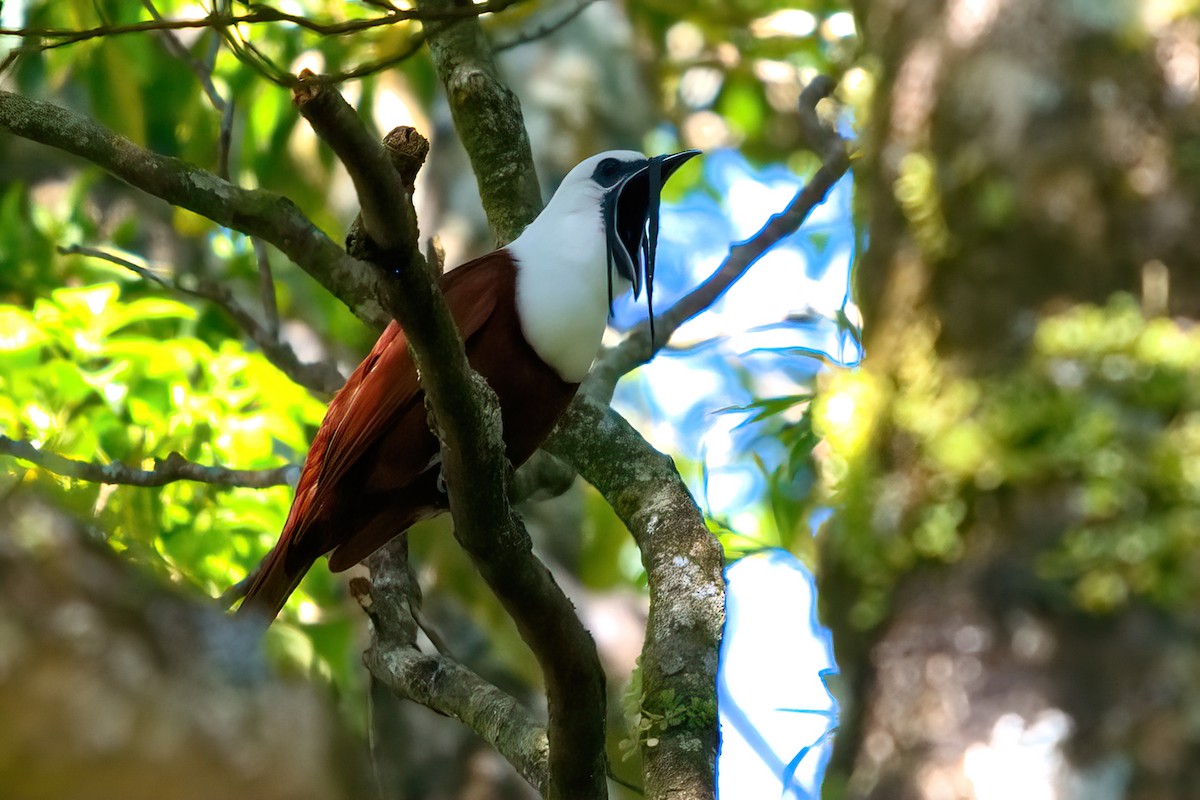 Three-wattled Bellbird - ML351456311