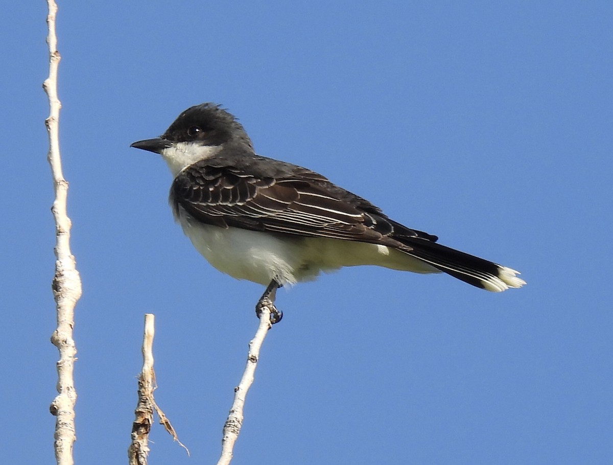 Eastern Kingbird - ML351456561