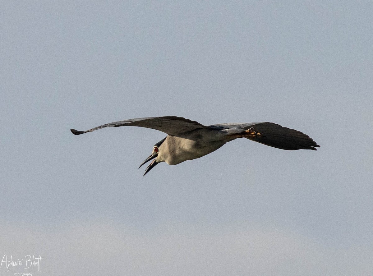 Black-crowned Night Heron - ML351459351