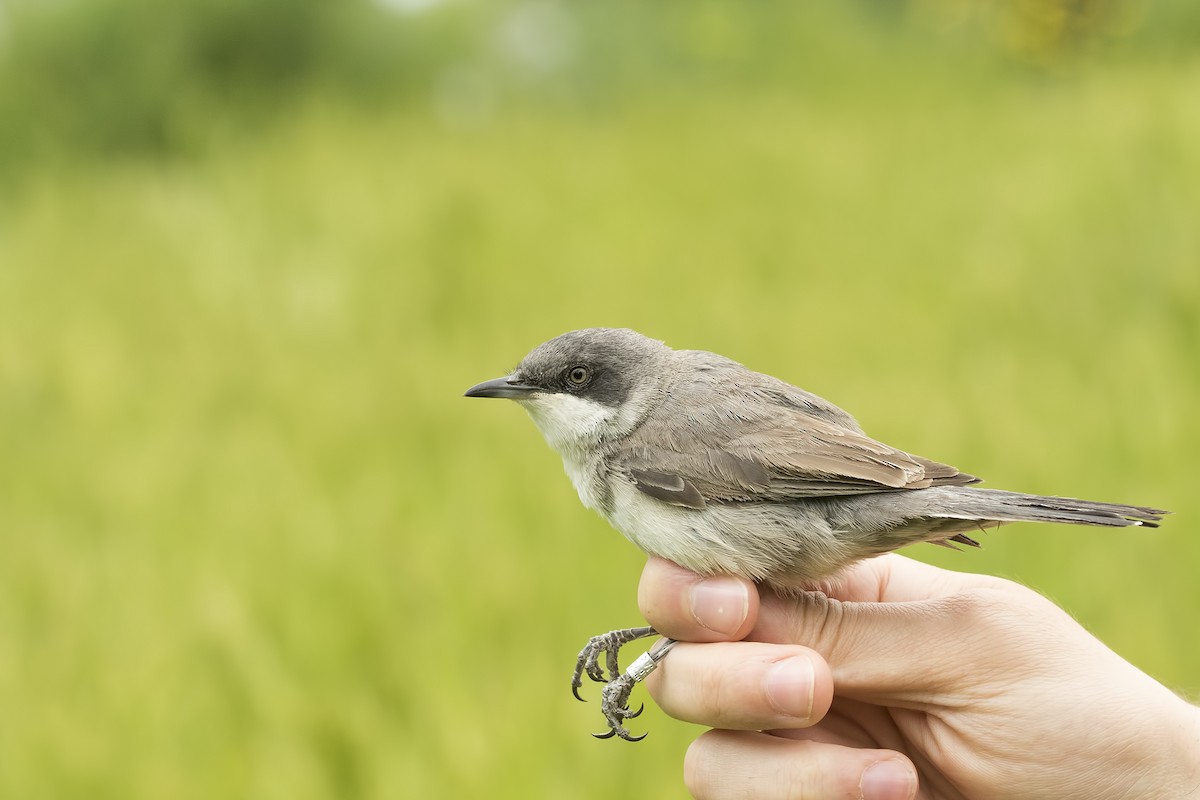 Eastern Orphean Warbler - ML351460381