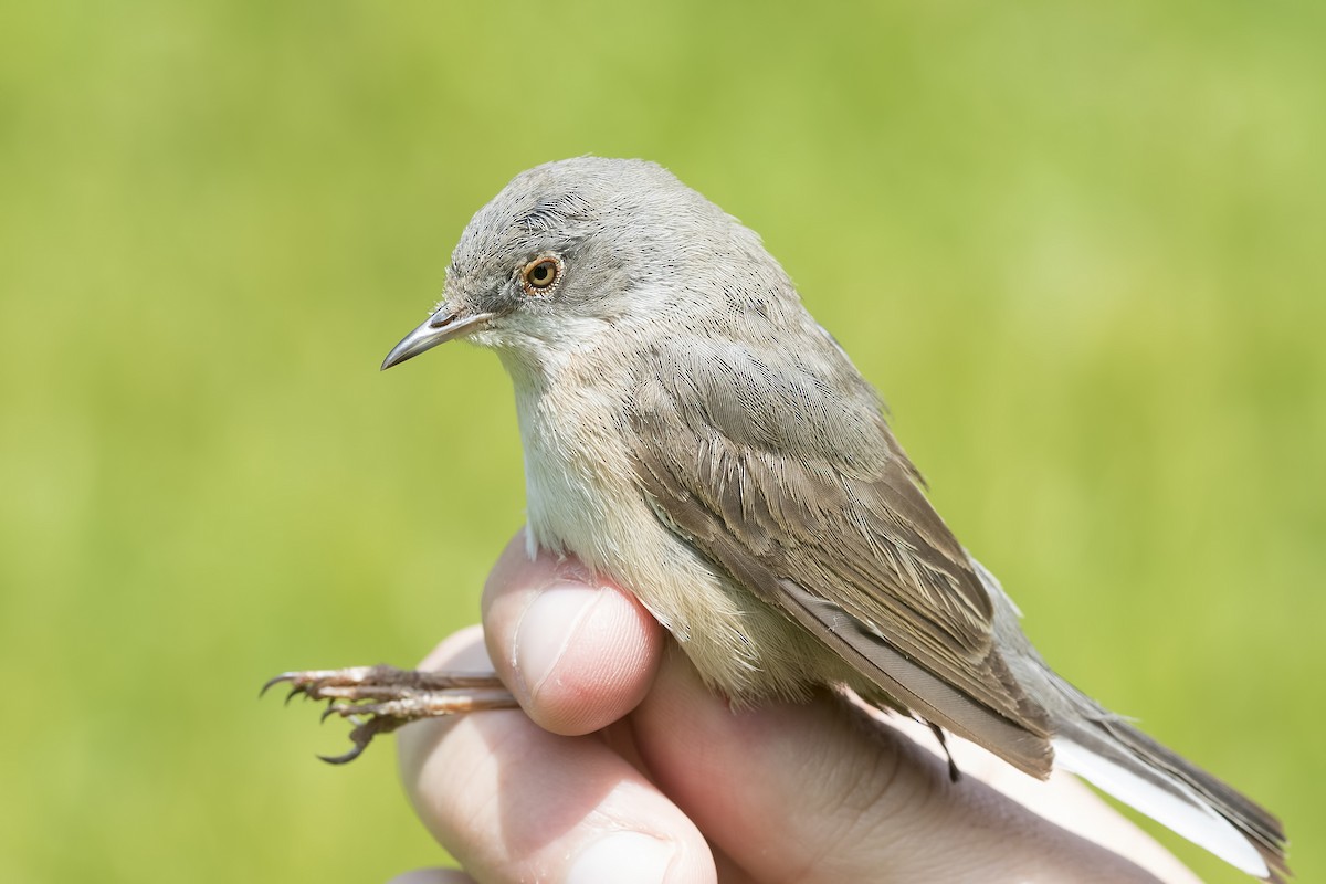 Eastern Subalpine Warbler - ML351460731