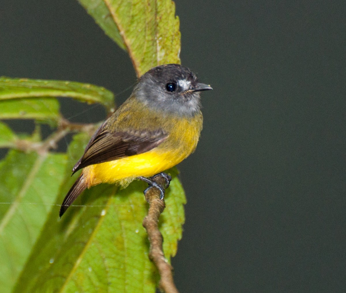 Ornate Flycatcher - ML35146091