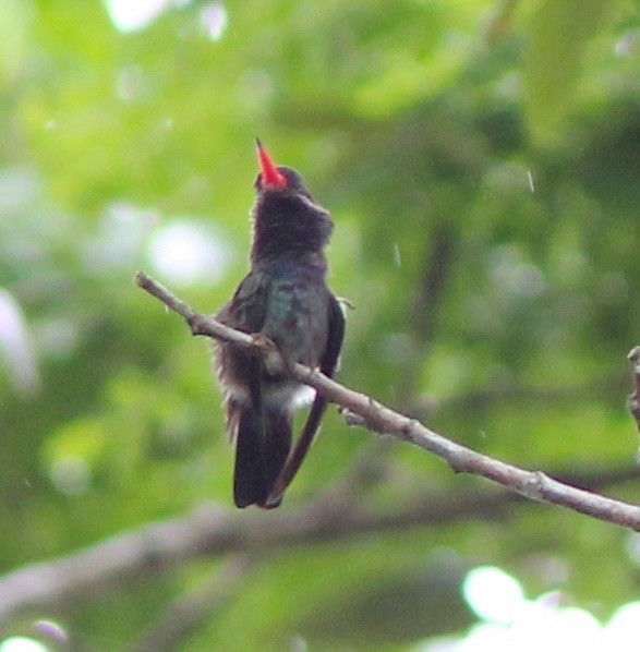 Colibri azuré - ML35146221