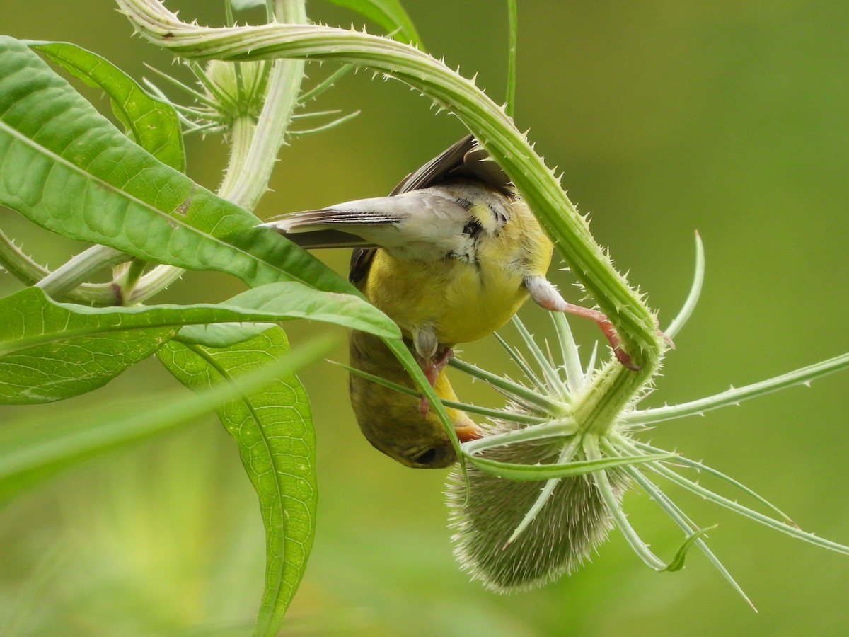 American Goldfinch - ML351462811