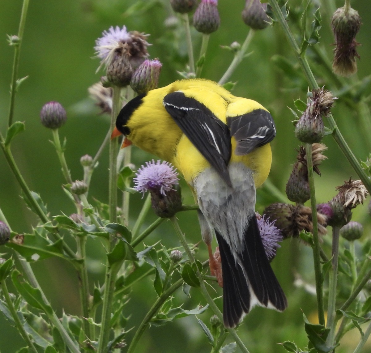 American Goldfinch - ML351462831