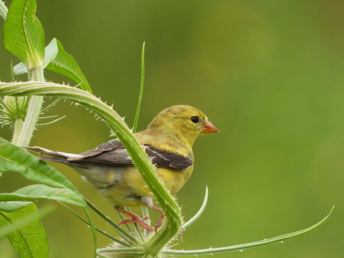 American Goldfinch - ML351462891