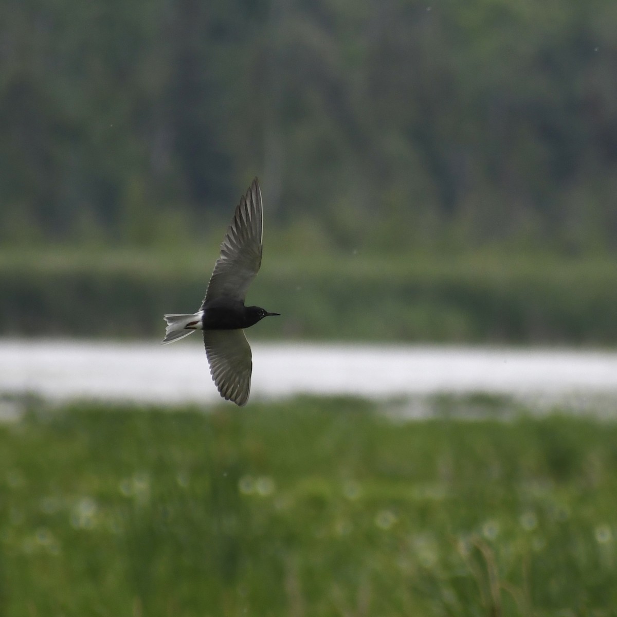 Black Tern - ML351463541