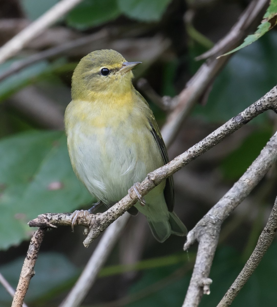 Tennessee Warbler - ML35146511