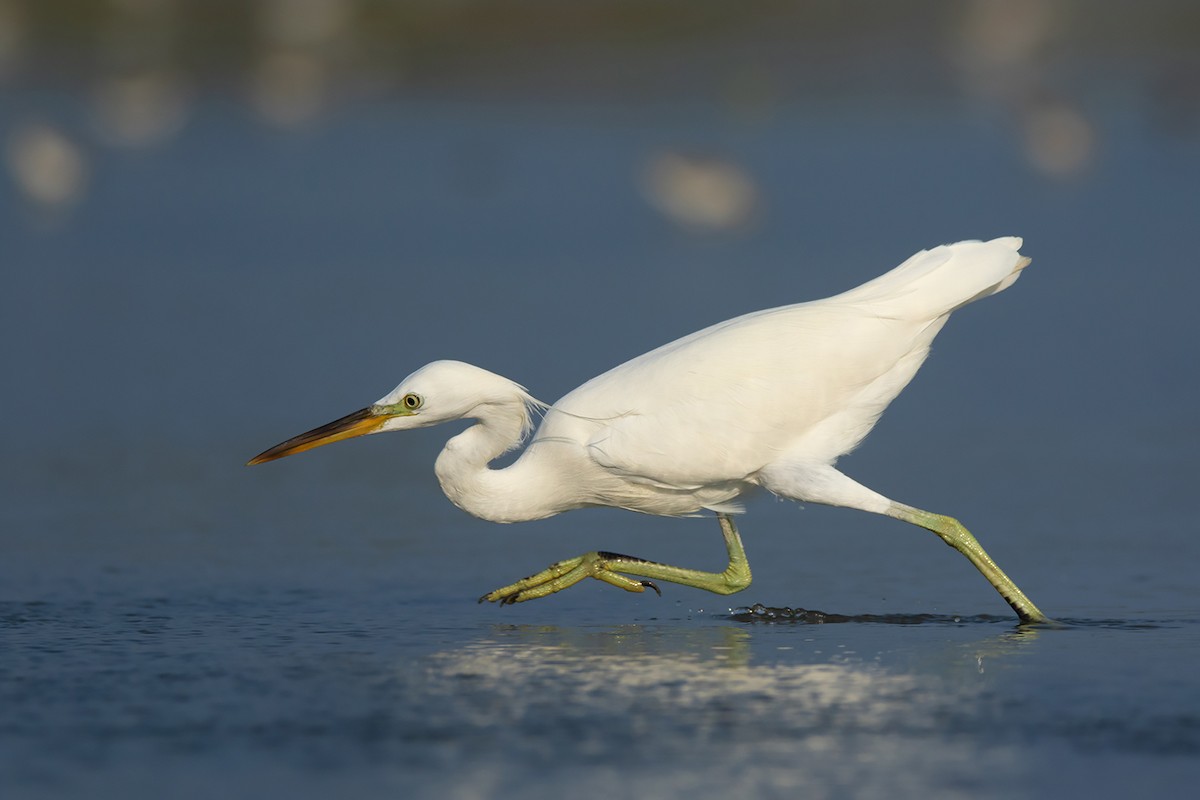 Chinese Egret - ML351465501