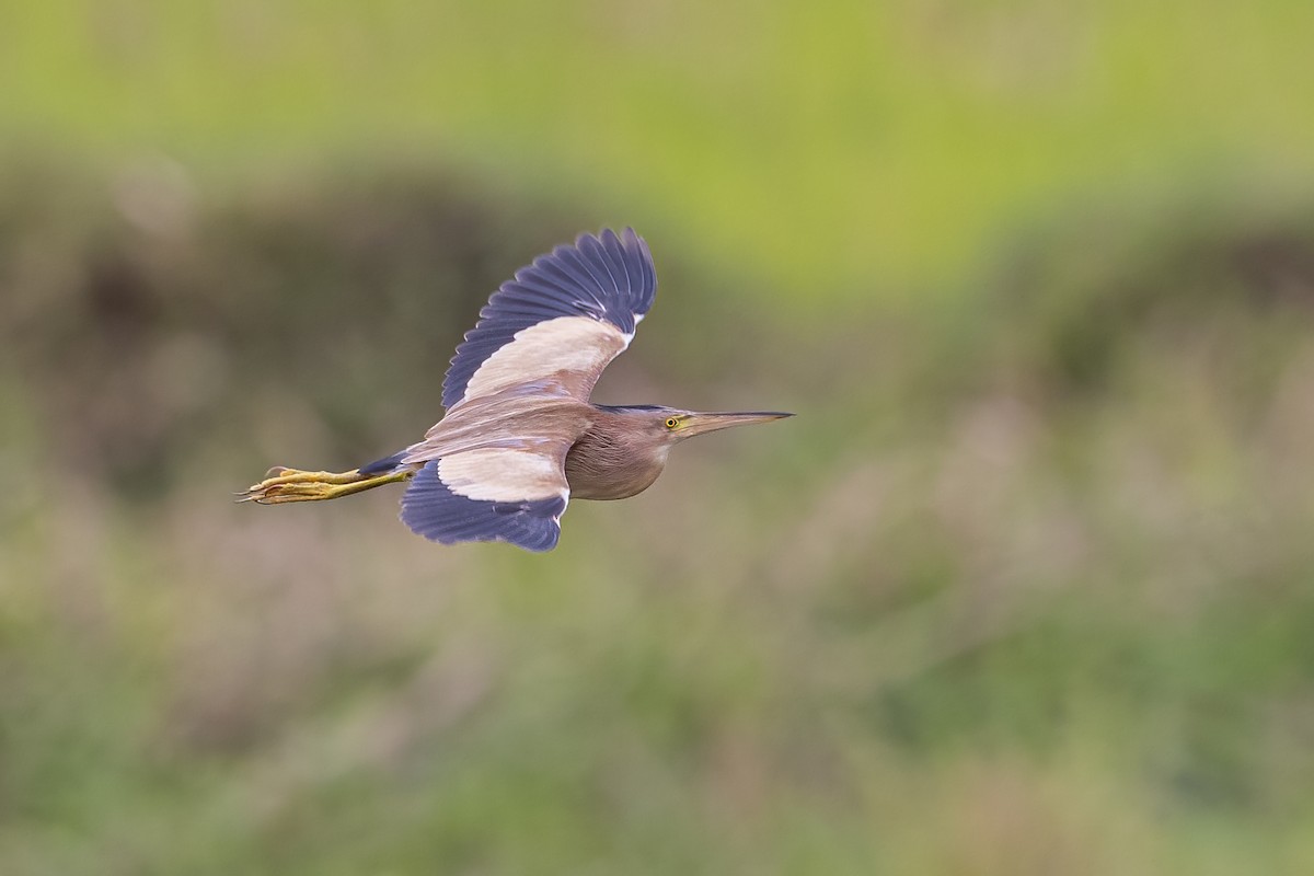 Yellow Bittern - Hari K Patibanda