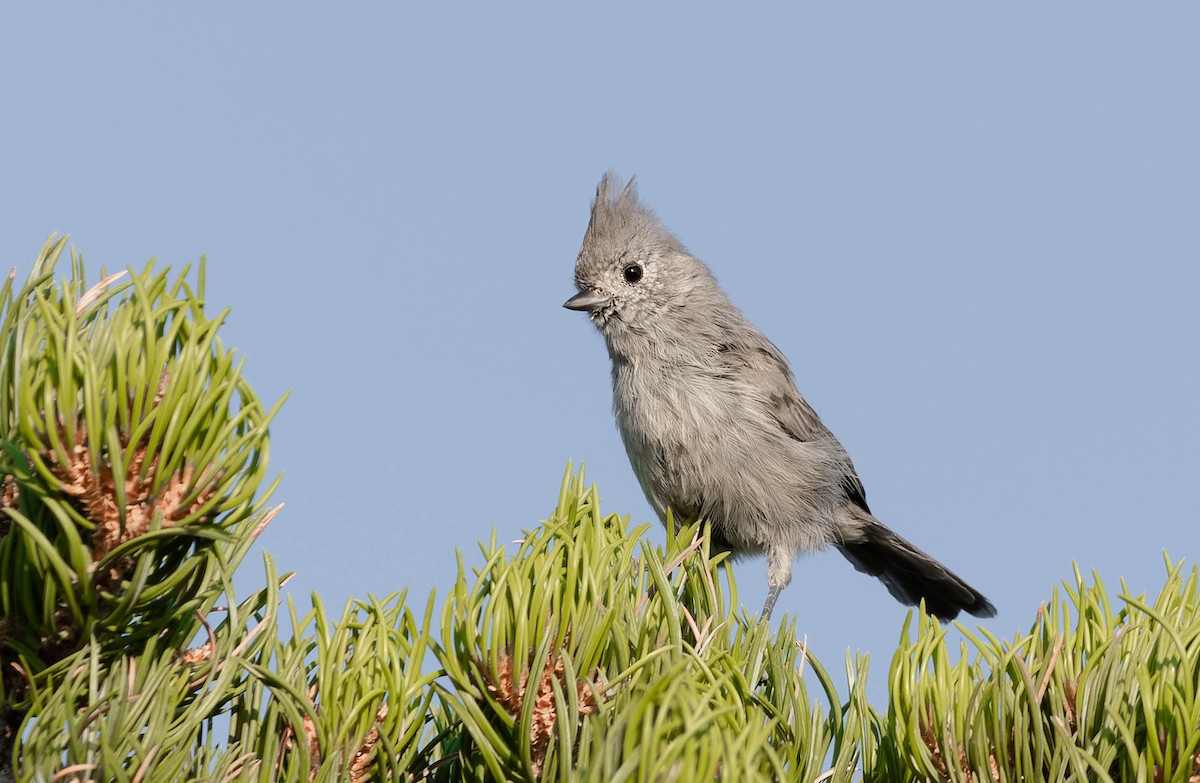 Juniper Titmouse - ML351466871