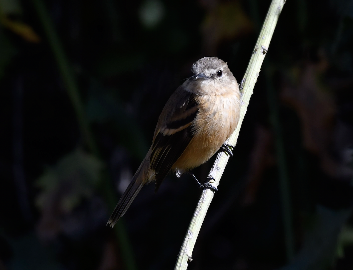 Rufescent Flycatcher - ML351468281