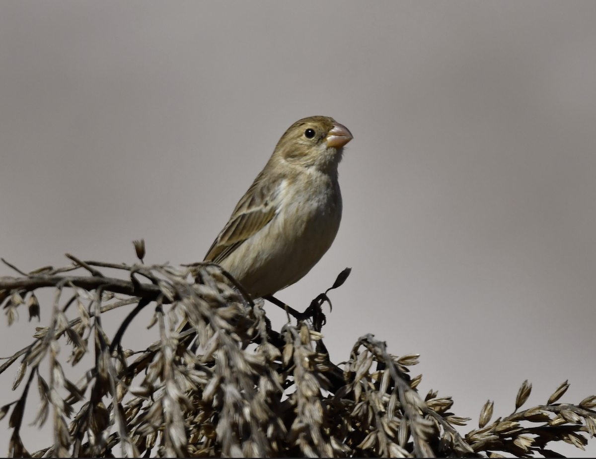 Chestnut-throated Seedeater - VERONICA ARAYA GARCIA