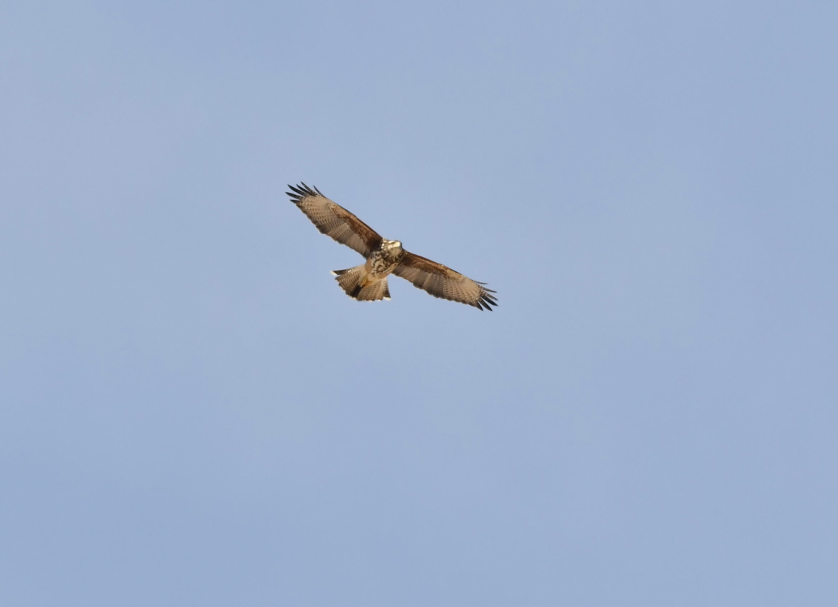 Harris's Hawk - ML351468491