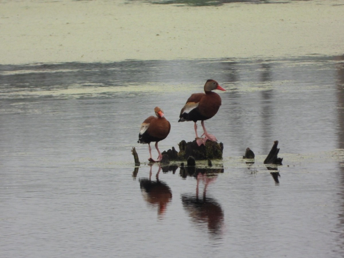 Black-bellied Whistling-Duck - Andrew Cook