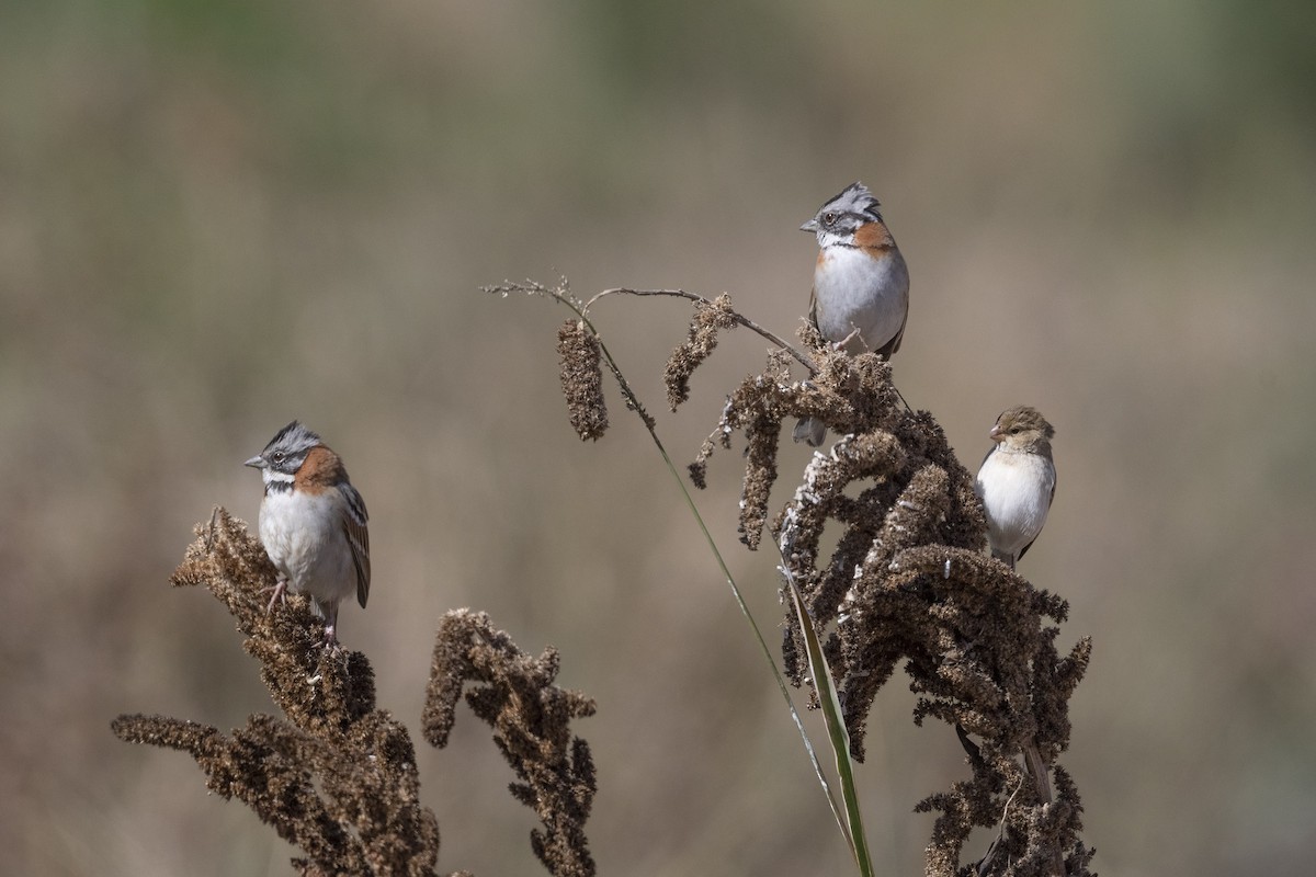 Rufous-collared Sparrow - VERONICA ARAYA GARCIA