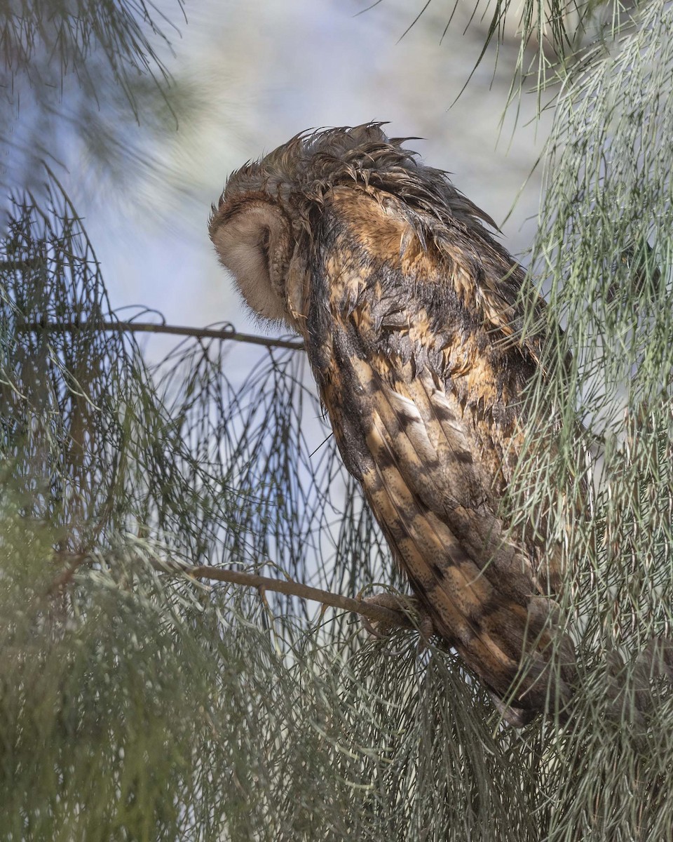 Barn Owl - VERONICA ARAYA GARCIA