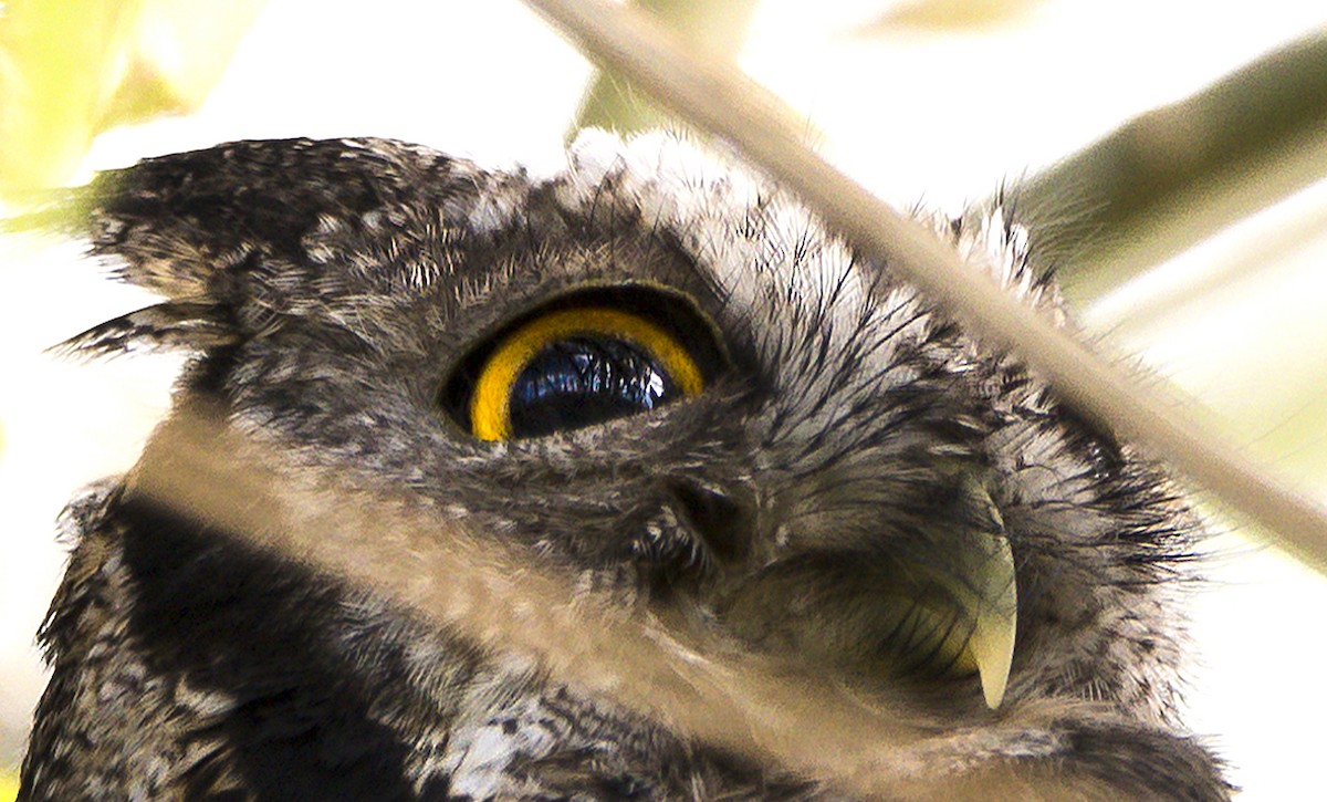 Tropical Screech-Owl - Williams Daniel Nuñez