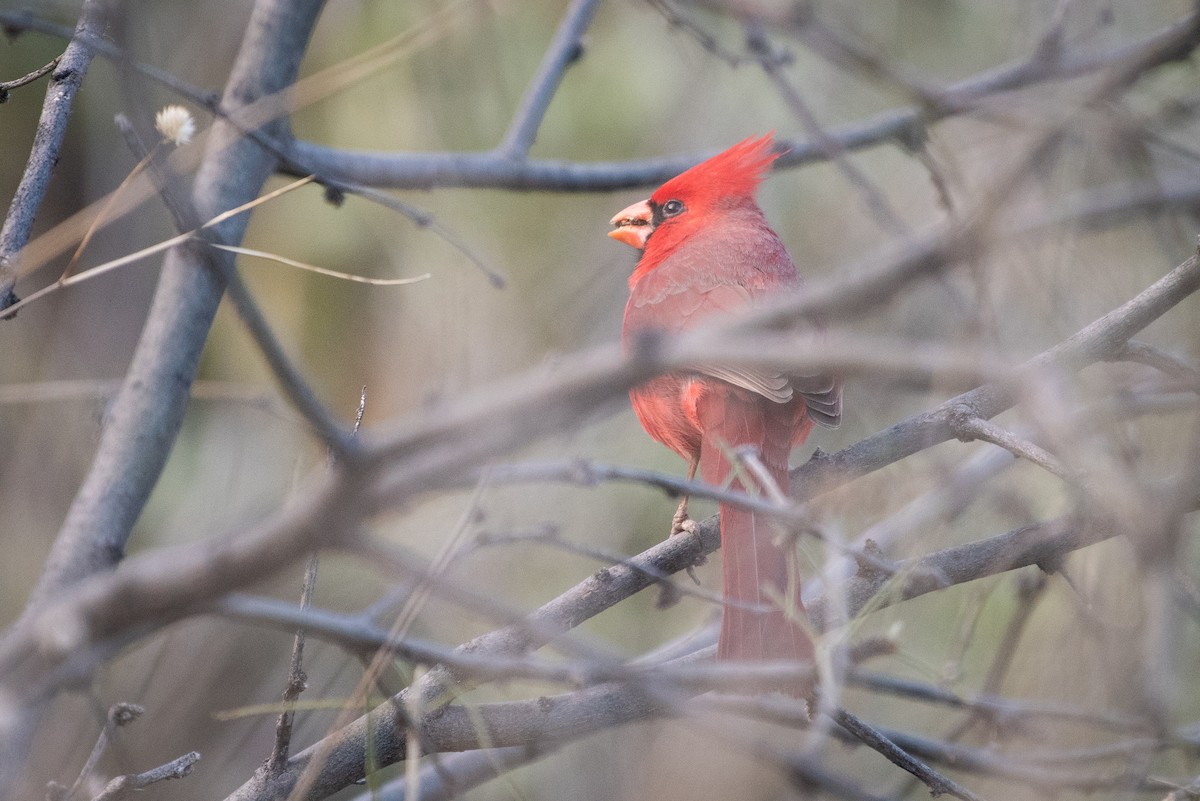 Northern Cardinal - ML351469001